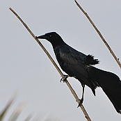 Boat-tailed Grackle, South Padre Island, Texas